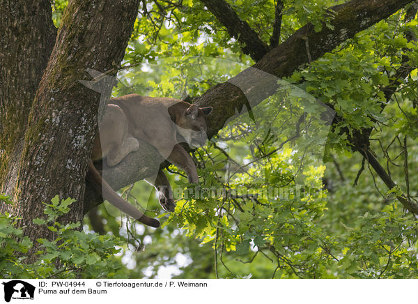 Puma auf dem Baum / PW-04944