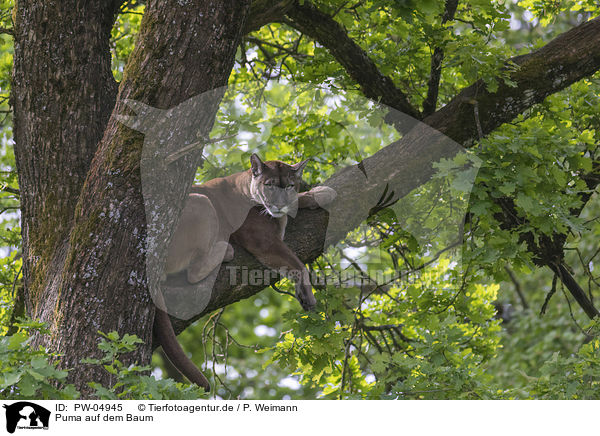 Puma auf dem Baum / PW-04945