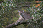 Puma auf dem Baum