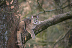 Puma auf dem Baum