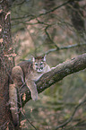 Puma auf dem Baum