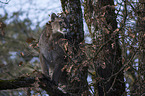 Puma auf Baum