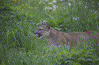 Puma in der Wiese