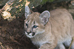 Junger Puma