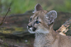 Junger Puma