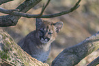 Junger Puma