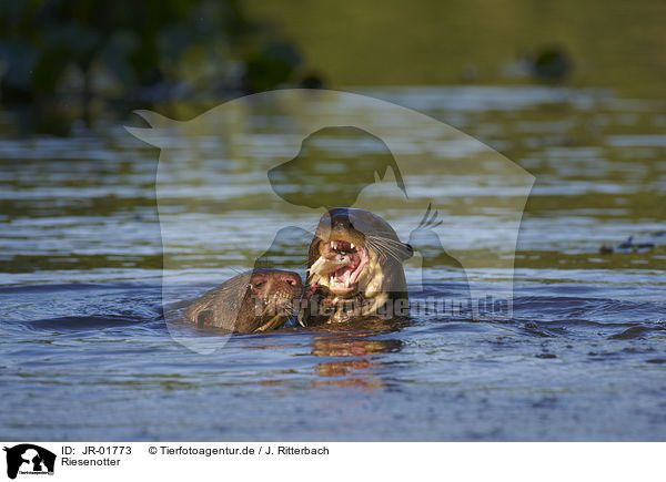 Riesenotter / JR-01773