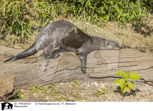 Riesenotter / giant otter / PW-09341