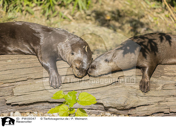 Riesenotter / giant otter / PW-09347