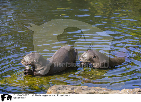 Riesenotter / giant otter / PW-09377