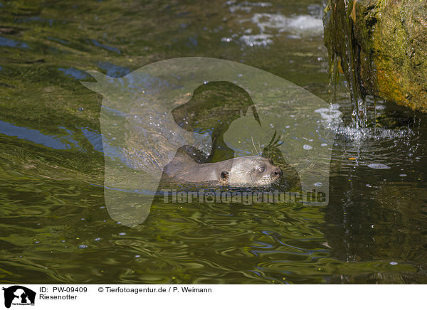 Riesenotter / PW-09409