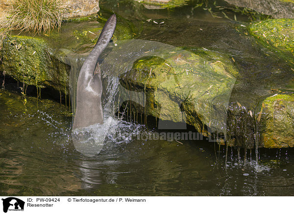 Riesenotter / giant otter / PW-09424