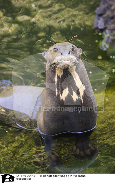 Riesenotter / PW-09443