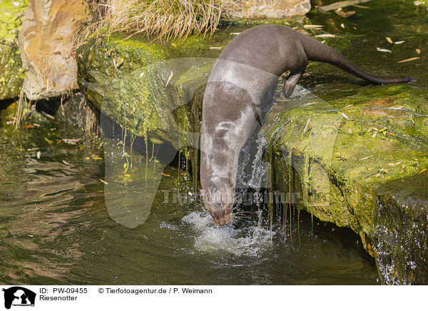 Riesenotter / giant otter / PW-09455