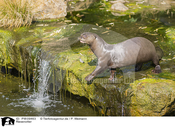 Riesenotter / giant otter / PW-09463