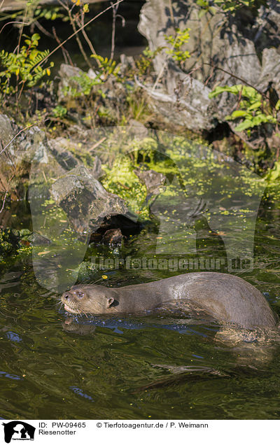 Riesenotter / giant otter / PW-09465