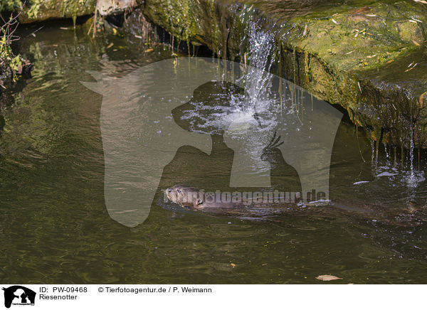Riesenotter / PW-09468