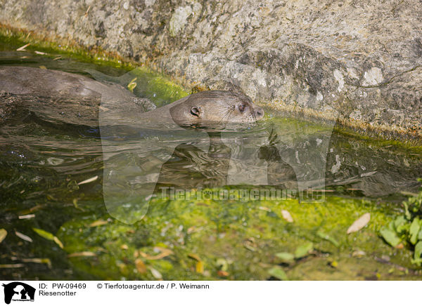 Riesenotter / giant otter / PW-09469