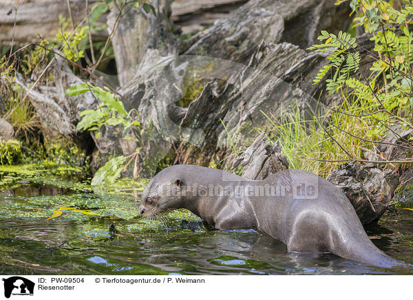 Riesenotter / PW-09504