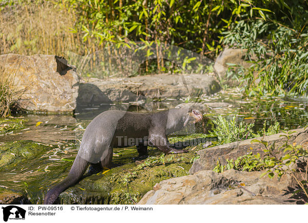 Riesenotter / giant otter / PW-09516