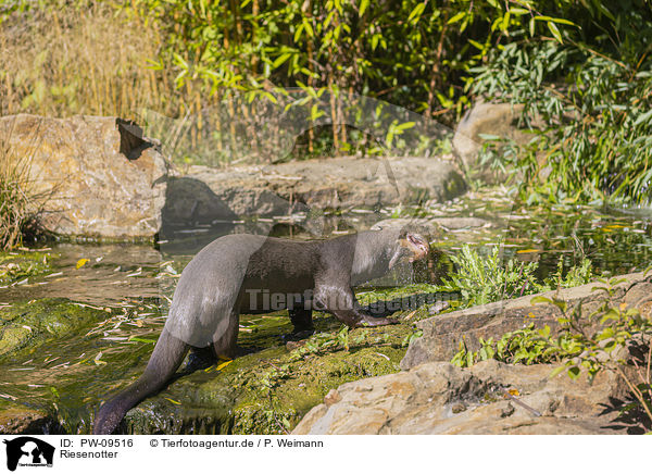 Riesenotter / PW-09516