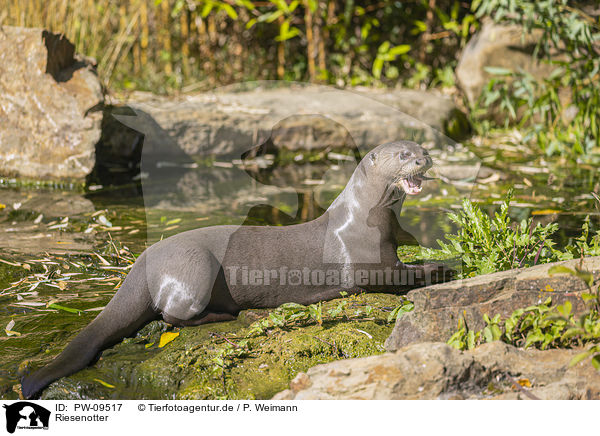Riesenotter / PW-09517