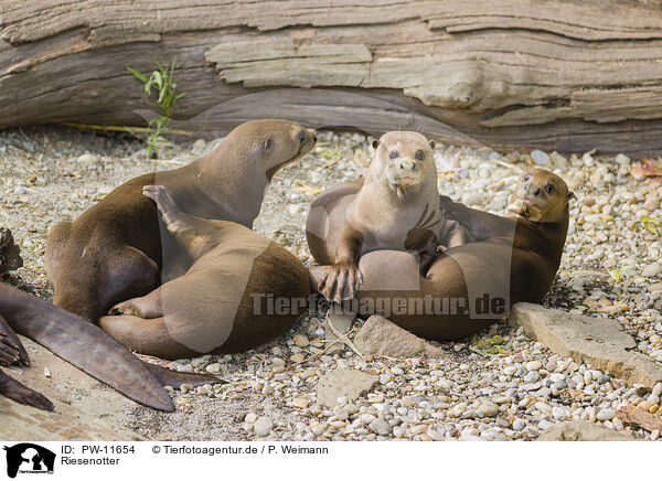 Riesenotter / PW-11654