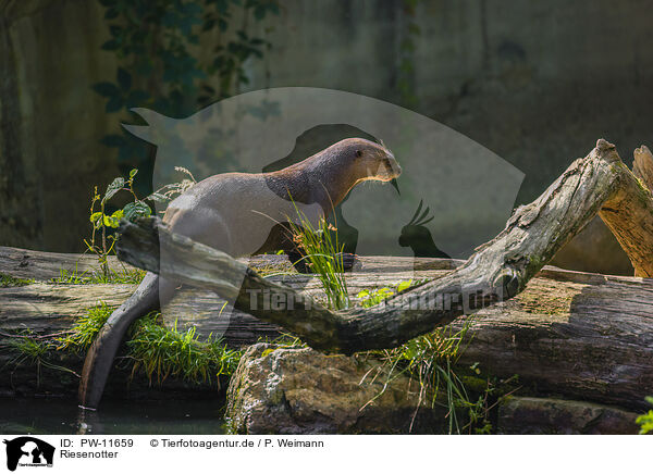 Riesenotter / giant otter / PW-11659