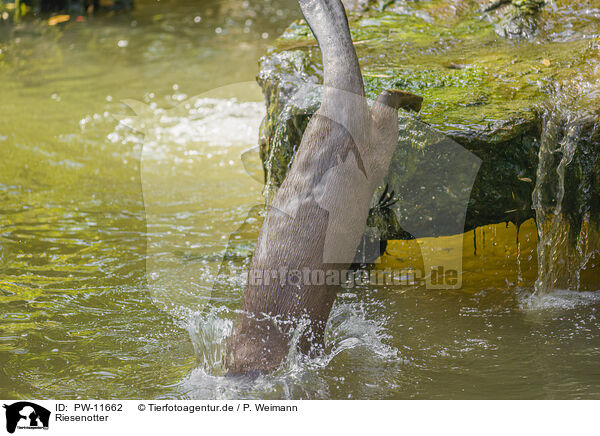 Riesenotter / giant otter / PW-11662