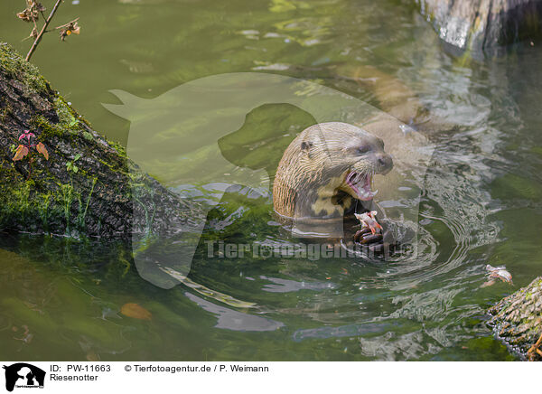 Riesenotter / giant otter / PW-11663