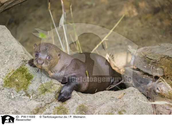 Riesenotter / PW-11689
