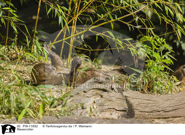 Riesenotter / giant otter / PW-11692