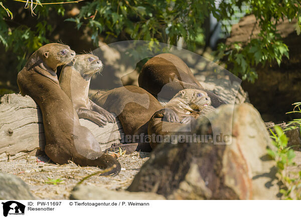 Riesenotter / giant otter / PW-11697