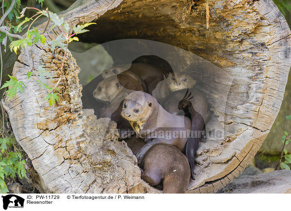 Riesenotter / giant otter / PW-11729