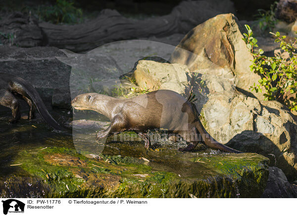 Riesenotter / giant otter / PW-11776