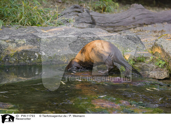 Riesenotter / giant otter / PW-11793