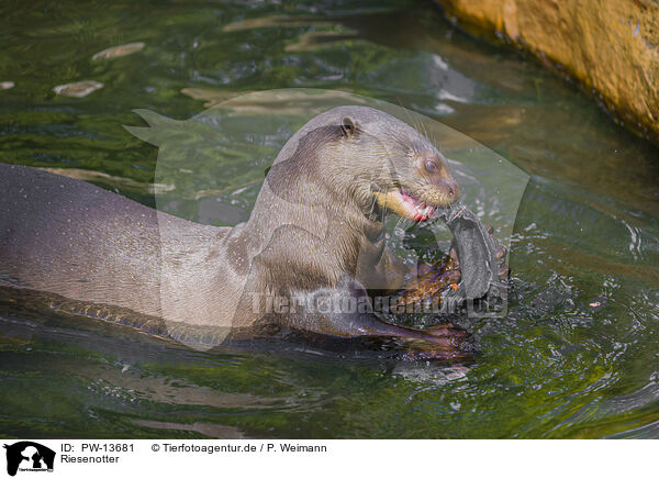 Riesenotter / giant otter / PW-13681