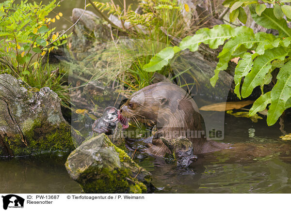 Riesenotter / giant otter / PW-13687