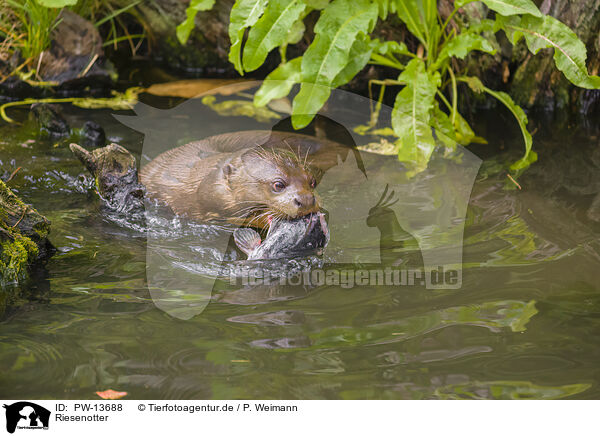 Riesenotter / giant otter / PW-13688
