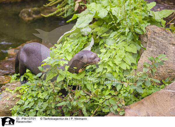 Riesenotter / PW-13701