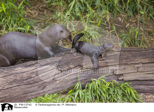 Riesenotter / giant otter / PW-13742