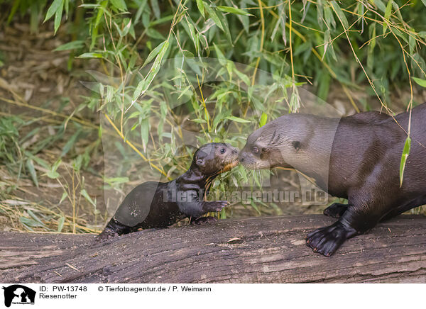Riesenotter / PW-13748