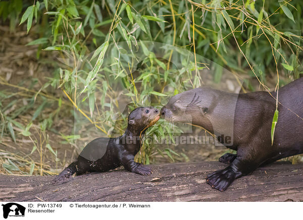 Riesenotter / giant otter / PW-13749