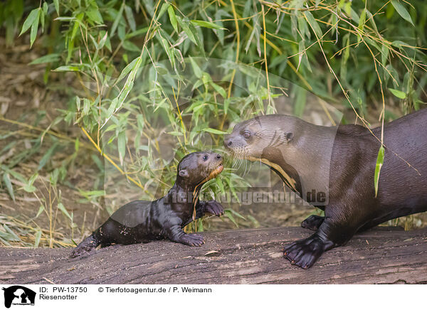 Riesenotter / giant otter / PW-13750