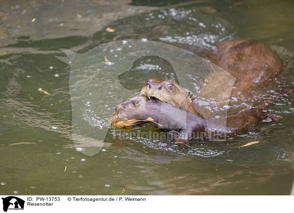 Riesenotter / giant otter / PW-13753