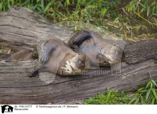 Riesenotter / giant otter / PW-13777