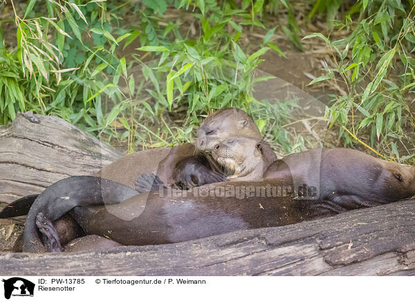 Riesenotter / giant otter / PW-13785
