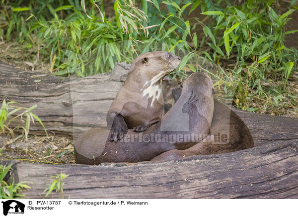 Riesenotter / giant otter / PW-13787
