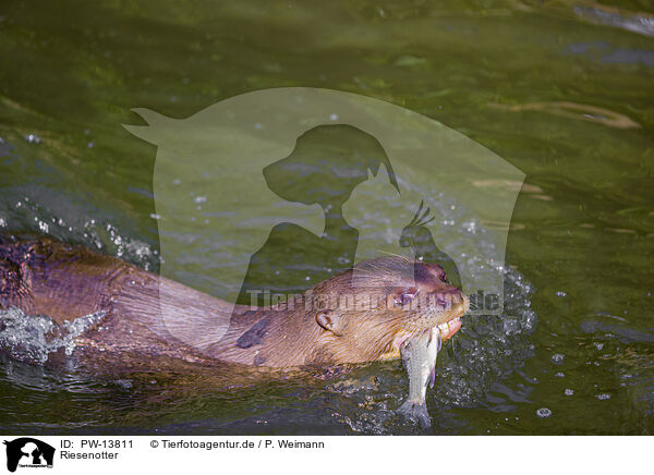 Riesenotter / giant otter / PW-13811