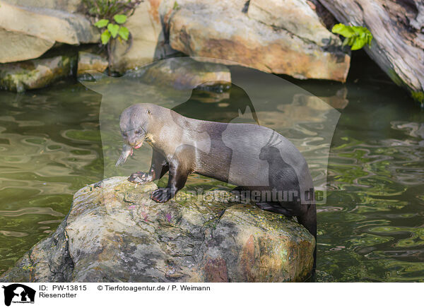 Riesenotter / giant otter / PW-13815